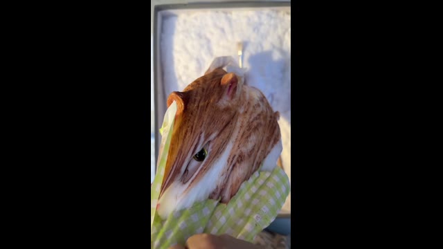 Липкий тип