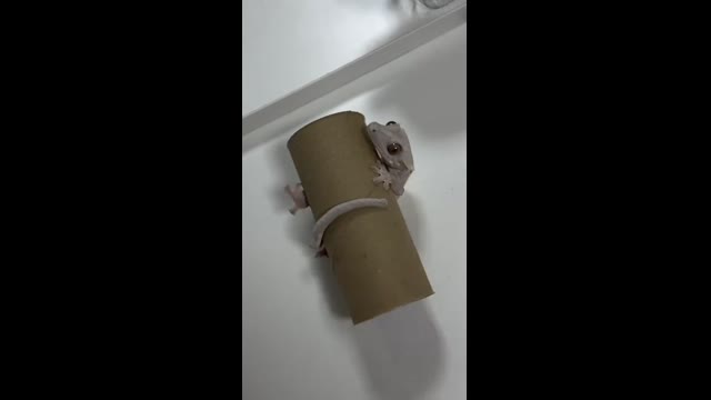 Дурачок