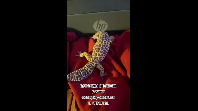 Перки эублефара