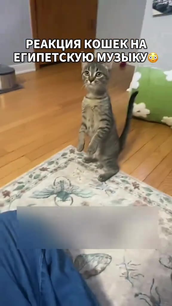 Египетские кошки